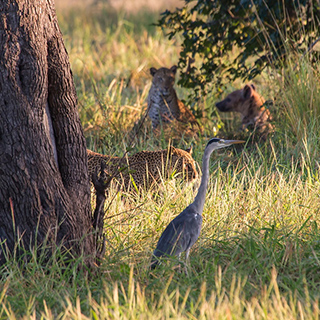 South Luangwa - Leopards, hyena and grey heron